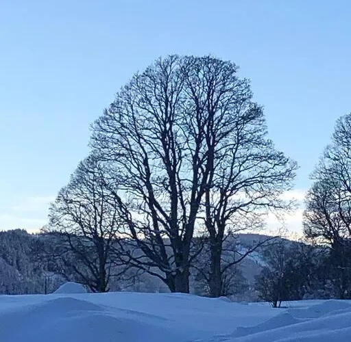 Family - Dachstein View Рамзау