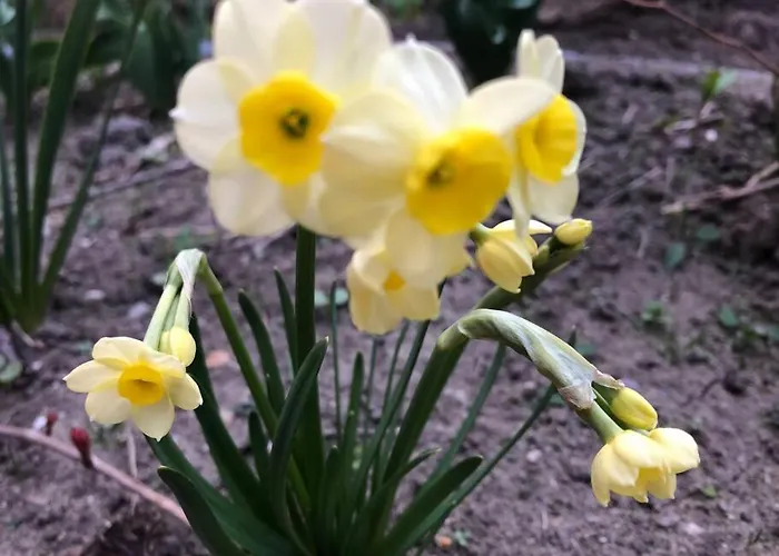 Apartment Family - Dachstein View *